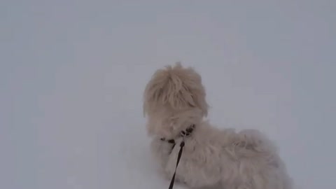 Rowdy the Maltipoo Running in Snow
