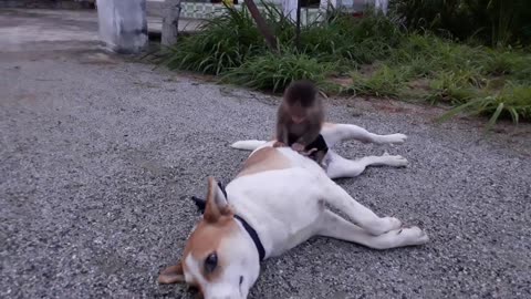 Dog and baby monkey being overly friendly FUNNY