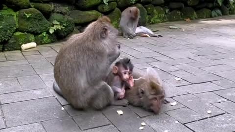 Baby's tail is used by devoted mother monkey to keep it close to her.