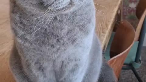 beautiful cat !! How cute this yellow-eyed cat looks when it makes a noise