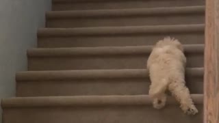 Small puppy dog tries to climb up stairs fails gives up