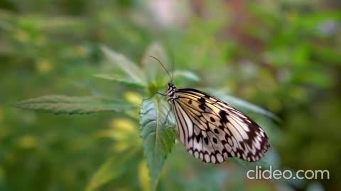 Relaxing music with video of Beautiful Butterflies