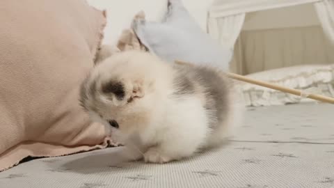 cutiest cat in the world || short leg cat video