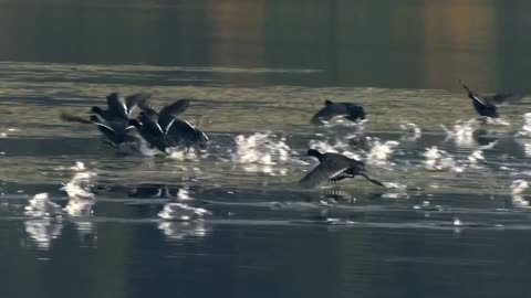 Lake coots