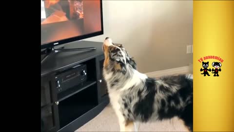 Compilação de cães engraçados latindo e uivando #Funny Dogs Barking and Howling Compilation