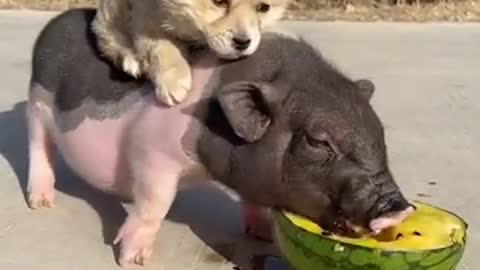 Baby Animals Videos #3