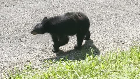 Family Coaxes Black Bear Out of Minivan