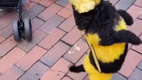 Dog Dressed as Bee Delights