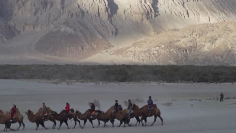 Hunder Sand Dunes Nubra Valley Bactrian Camels Ride Ladakh India