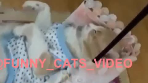 Funny and Cute Cat Videos #302