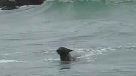 Trained dog is swimming in sea with waves. | YoBro