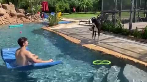 Water loving Great Dane enjoys swim with her new friend