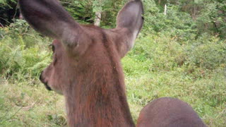 Deer so close you can see the ticks on it