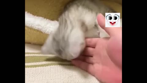 Cat funny actions