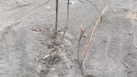 Mesquite root