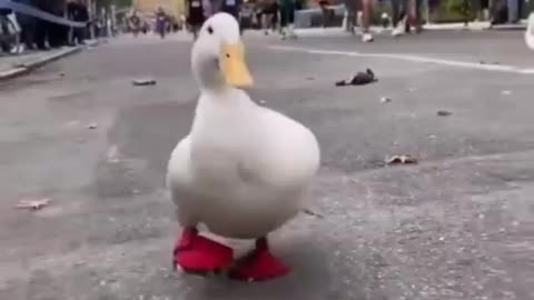 The duck at the marathon runs with everyone