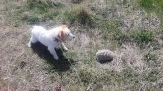 Dogs surprise encounter with turtle
