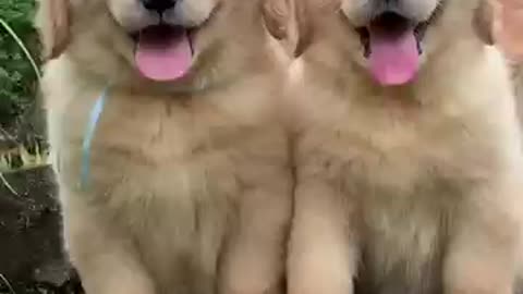 Fluffiest Golden retriever Puppies!