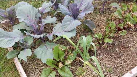 Backyard Urban Homestead Garden Tour - One Month Progression