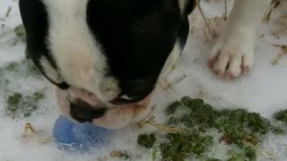 Pintsizedbuffalo french bulldog can't pull blue binky out of ice and snow
