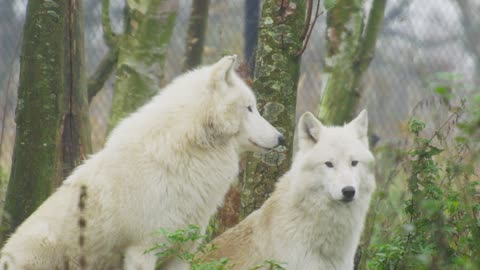 White wolves 🔥🔥it’s pretty animals.