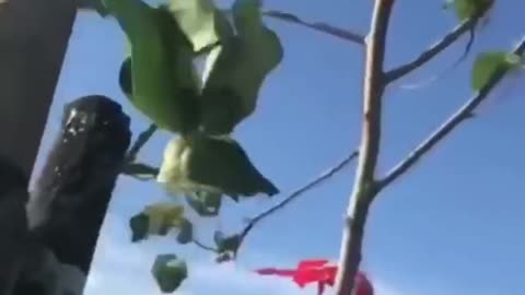 Child Lifted upto 50 Feets into The Air by Gaint Kite in Taiwan Festival