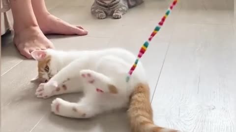 Cute baby cat Play with me