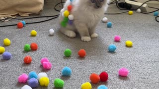 Adorable Kitten Plays With Pom Poms