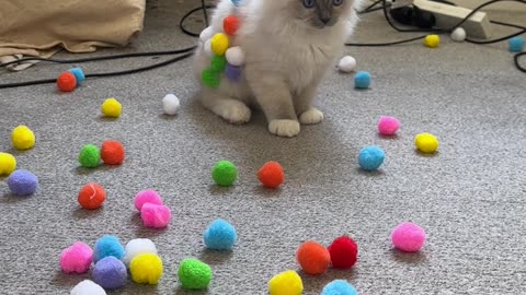 Adorable Kitten Plays With Pom Poms