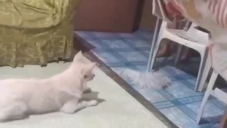 Dog playing with mop