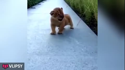 LION CUB FUNNY AND CUTE VIDEO 2021 LION CUBS BEST PLAYING VIDEO 2021