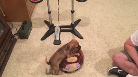 Puggle puppy Buster Brown
