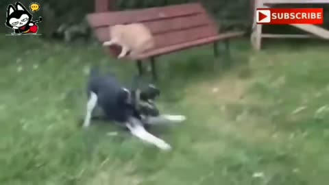 Angry Cat Vs Dog Danger Fight, That's Funny