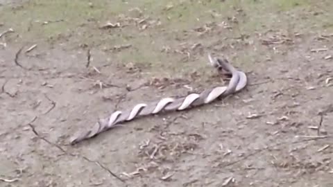 Snake ??? What are they doing??