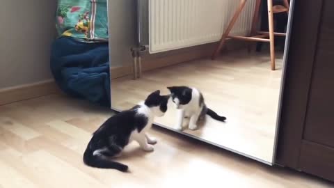 Cute cat and mirror