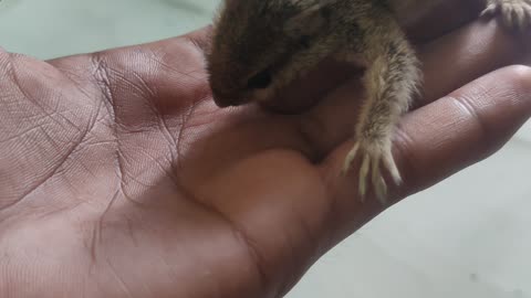 Small squirrel baby