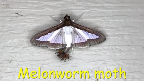 Melonworm moth
