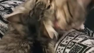 Loving cats can't stop grooming each other