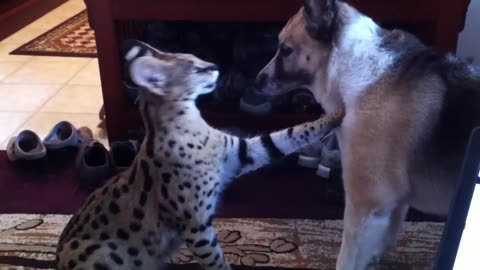 Jagger ( Serval ) playing with german shepherd