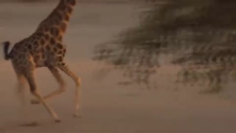 Wild Animals Fighting | Lion vs Giraffe Video African Animals - Lion hunting fail