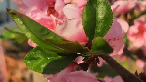 Pre monsoon flower