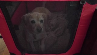 Dog throws temper tantrum after receiving new crate