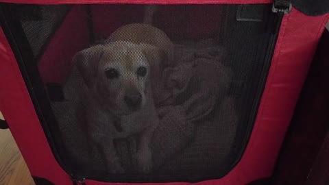 Dog throws temper tantrum after receiving new crate