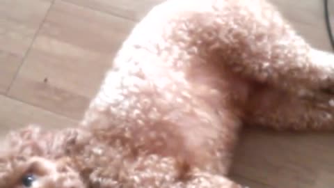 the cute obedience of a smart poodle