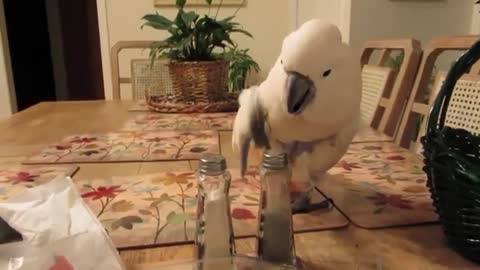 Super Cute Parrots Doing Funny Things