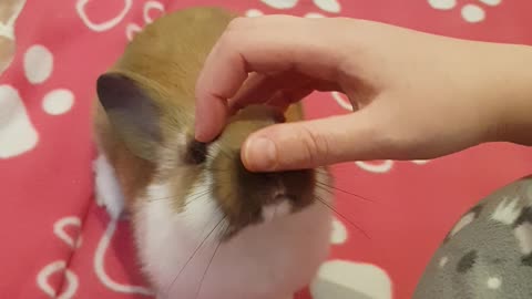 Adorably clingy bunny begs for more attention