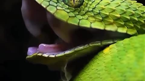 Dangerous snake 🐍