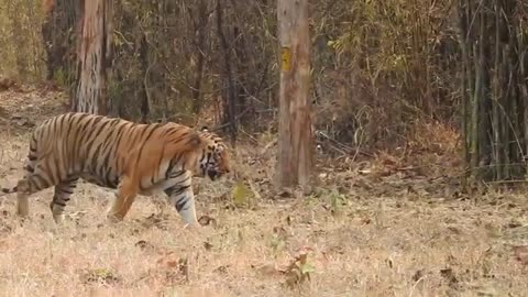 Male Tiger crossing the road in Tadoba National Park