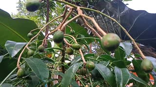 Kedondong fruit that is still small