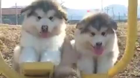 AMAZING ! Smart Dogs Playing Together